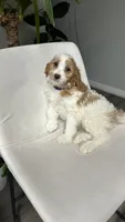 CKC cavapoo Jenny, a female Cavapoo for sale in Emmett, ID – 1 of 5
