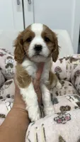 Charlie, a male Cavalier King Charles Spaniel and Poodle - Miniature  for sale in Emmett, ID – 2 of 5
