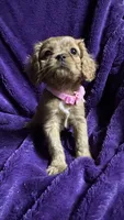 Ruby, a female Cavalier King Charles Spaniel and Poodle - Miniature  for sale in Emmett, ID – 2 of 6