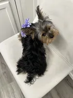 Nonna, a female Yorkshire Terrier for sale in Emmett, ID – 5 of 5