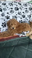 Star, a male Goldendoodle for sale in Emmett, ID – 3 of 4