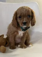 Ckc cavapoo George , a male Cavapoo for sale in Emmett, ID – Photo 2 of 5