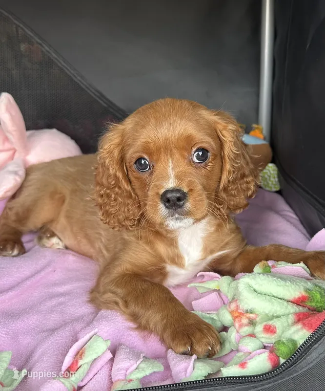 Ckc cavapoo George  – Cavapoo puppy for sale in Emmett, ID