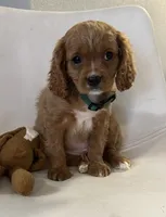 Ckc cavapoo George , a male Cavapoo for sale in Emmett, ID – Photo 1 of 5