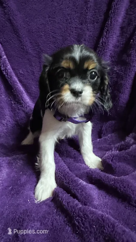 Pepper – Cavalier King Charles Spaniel, Poodle - Miniature  puppy for sale in Emmett, ID