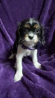 Pepper, a female Cavalier King Charles Spaniel and Poodle - Miniature  for sale in Emmett, ID – 1 of 4