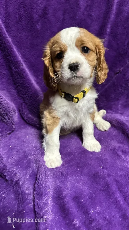 Charlie – Cavalier King Charles Spaniel, Poodle - Miniature  puppy for sale in Emmett, ID
