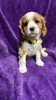 Charlie, a male Cavalier King Charles Spaniel and Poodle - Miniature  for sale in Emmett, ID – 1 of 5