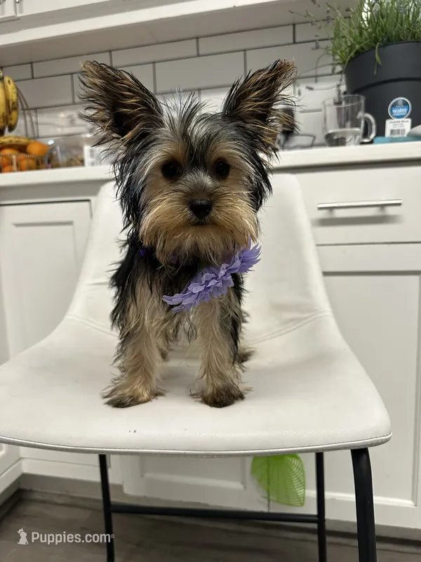 Nonna – Yorkshire Terrier puppy for sale in Emmett, ID