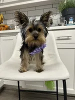Nonna, a female Yorkshire Terrier for sale in Emmett, ID – 1 of 5