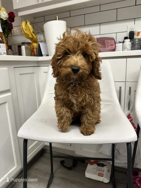 Copper – Cavapoo puppy for sale in Emmett, ID