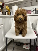Copper, a female Cavapoo for sale in Emmett, ID – 1 of 4
