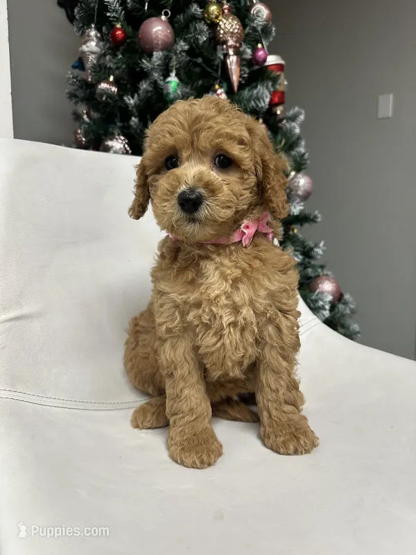 Mini Goldendoodle Sweetheart