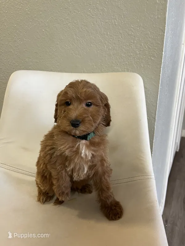 Mini Goldendoodle Sweetheart