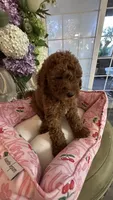 Kevin mini Goldendoodle F1b , a male Goldendoodle for sale in Emmett, ID – 4 of 6