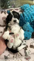 CKC Gorgeous Henry Cavapoo F1, a male Cavapoo for sale in Emmett, ID – 5 of 6