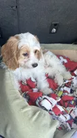 CKC Cavapoo Alex, a male Cavapoo for sale in Emmett, ID – 3 of 5