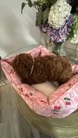 Kevin mini Goldendoodle F1b , a male Goldendoodle for sale in Emmett, ID – 6 of 6