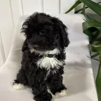 Ckc cavapoo Johnny Cash, a male Cavapoo for sale in Emmett, ID – Photo 2 of 5