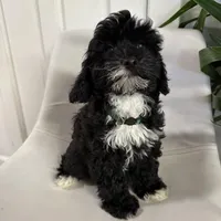 Ckc cavapoo Johnny Cash, a male Cavapoo for sale in Emmett, ID – Photo 4 of 5