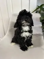 Ckc cavapoo Johnny , a male Cavapoo for sale in Emmett, ID – Photo 4 of 5