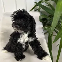 Ckc cavapoo Johnny Cash, a male Cavapoo for sale in Emmett, ID – Photo 5 of 5