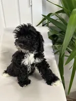 Ckc cavapoo Johnny , a male Cavapoo for sale in Emmett, ID – Photo 5 of 5