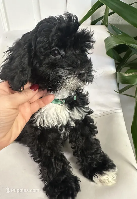 Ckc cavapoo Johnny 