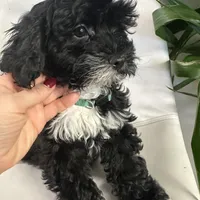 Ckc cavapoo Johnny Cash, a male Cavapoo for sale in Emmett, ID – Photo 1 of 5