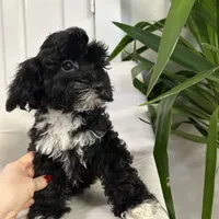 Ckc cavapoo Johnny Cash, a male Cavapoo for sale in Emmett, ID – Photo 3 of 5