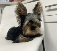 Akc Yorkie Nikki, a male Yorkshire Terrier for sale in Emmett, ID – 2 of 5