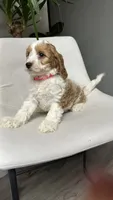 CKC Cavapoo Amy , a female Cavapoo for sale in Emmett, ID – 3 of 8