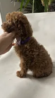 Ckc cavapoo Rosie, a female Cavapoo for sale in Emmett, ID – 2 of 4
