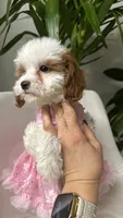 Ckc cavapoo Aria, a female Cavapoo for sale in Emmett, ID – 3 of 3