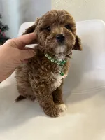 Ckc cavapoo Lyle, a male Cavapoo for sale in Emmett, ID – Photo 4 of 5