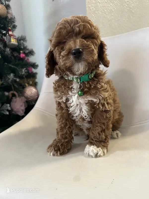 Ckc cavapoo Lyle
