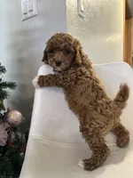 Ckc cavapoo Lyle, a male Cavapoo for sale in Emmett, ID – Photo 2 of 5