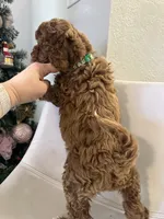 Ckc cavapoo Lyle, a male Cavapoo for sale in Emmett, ID – Photo 5 of 5