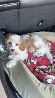 CKC Cavapoo Alex, a male Cavapoo for sale in Emmett, ID – 5 of 5