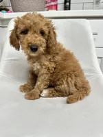 Nala, a female Goldendoodle for sale in Emmett, ID – 4 of 5