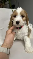 CKC Cavapoo Amy , a female Cavapoo for sale in Emmett, ID – 8 of 8