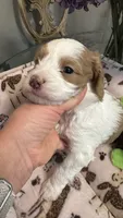 CKC Cavapoo Alex, a male Cavapoo for sale in Emmett, ID – 5 of 5