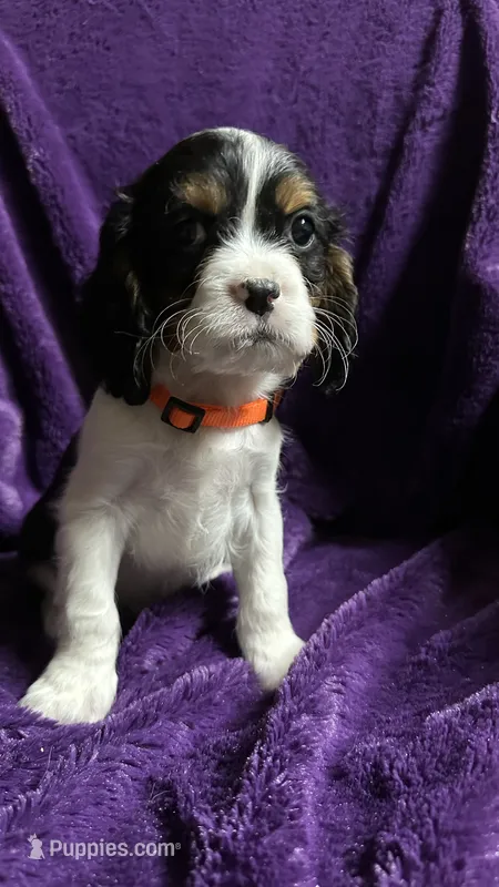 Jackson  – Cavalier King Charles Spaniel, Poodle - Miniature  puppy for sale in Emmett, ID