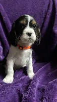 Jackson , a male Cavalier King Charles Spaniel and Poodle - Miniature  for sale in Emmett, ID – 1 of 5
