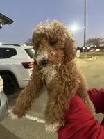 Cavapoo Sugar, a female Cavapoo for sale in Emmett, ID – Photo 3 of 5