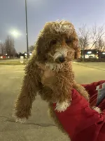 Cavapoo Sugar, a female Cavapoo for sale in Emmett, ID – Photo 1 of 5