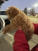 Cavapoo Sugar, a female Cavapoo for sale in Emmett, ID – Photo 2 of 5