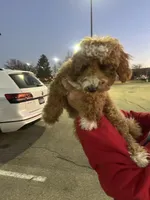 Cavapoo Sugar, a female Cavapoo for sale in Emmett, ID – Photo 4 of 5