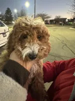 Cavapoo Sugar, a female Cavapoo for sale in Emmett, ID – Photo 5 of 5