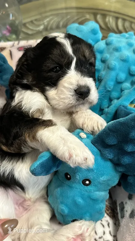 CKC Gorgeous Henry Cavapoo F1 – Cavapoo puppy for sale in Emmett, ID